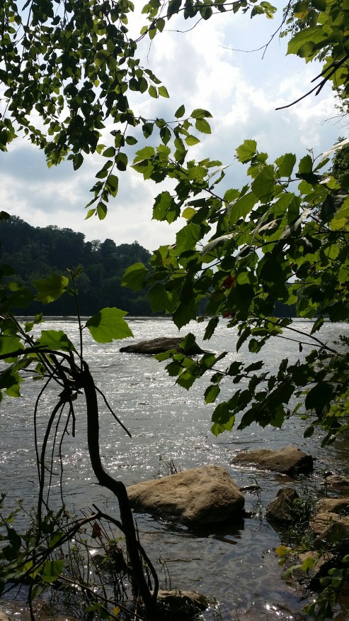 Potomac&amp;RiverBirch