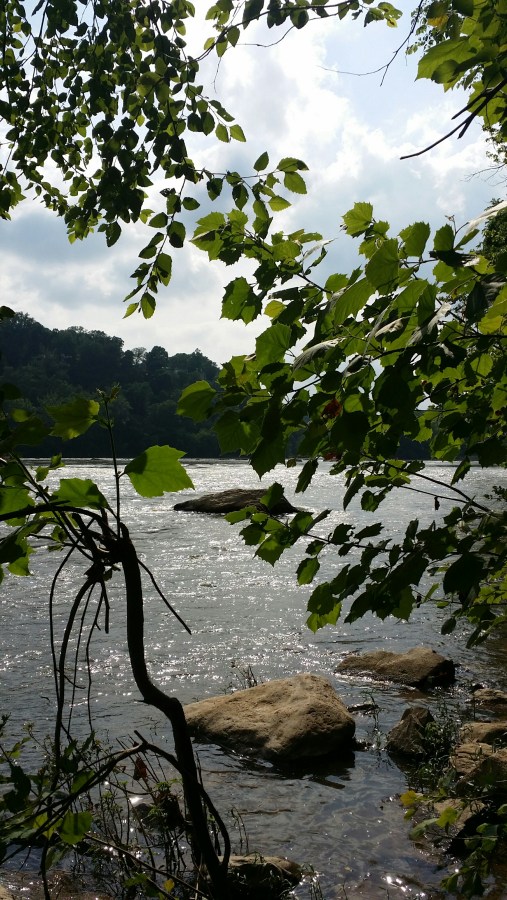 Potomac&amp;RiverBirch