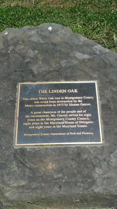 LindenOak-Sign2.jpg
