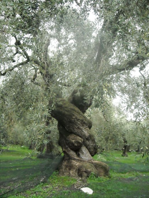 ancient_olive_tree_in_pelion_greece