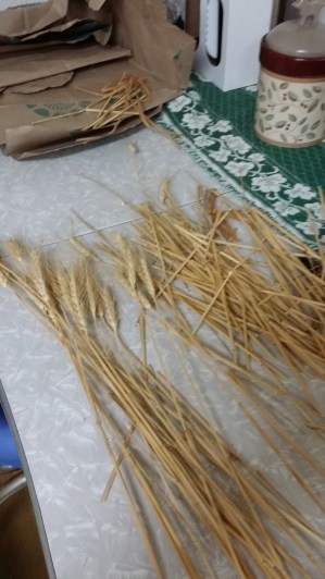 PreppingWheat.jpg