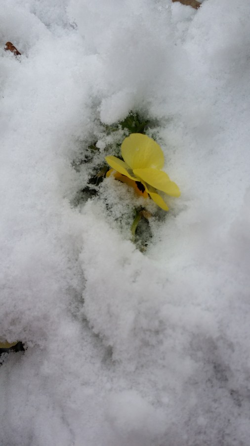Flower-snow.jpg
